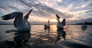 Mostra Simone Sbaraglia A tu per tu con la natura a Cagliari