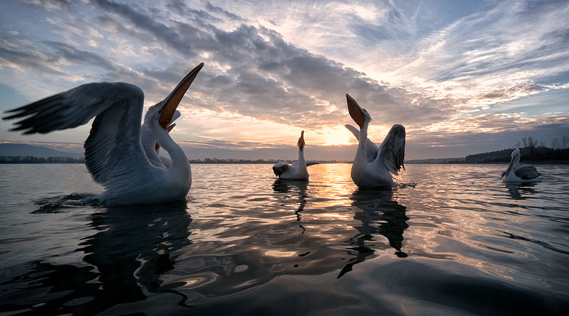 Mostra Simone Sbaraglia A tu per tu con la natura a Cagliari