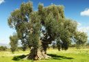 Villamassargia: il giardino degli ulivi di S’Ortu Mannu