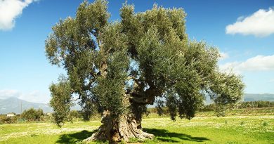 Villamassargia: il giardino degli ulivi di S’Ortu Mannu