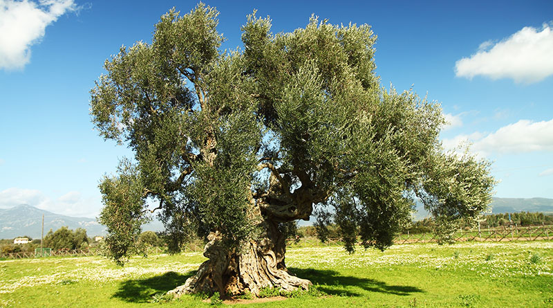 Villamassargia: il giardino degli ulivi di S’Ortu Mannu